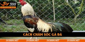 Cách Chăm Sóc Gà Đá