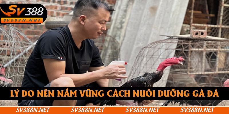 Lý do nên nắm vững cách nuôi dưỡng gà đá