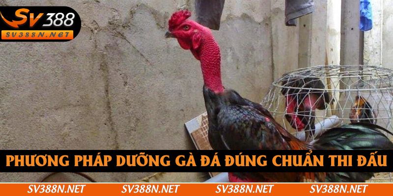 Phương pháp dưỡng gà đá đúng chuẩn thi đấu