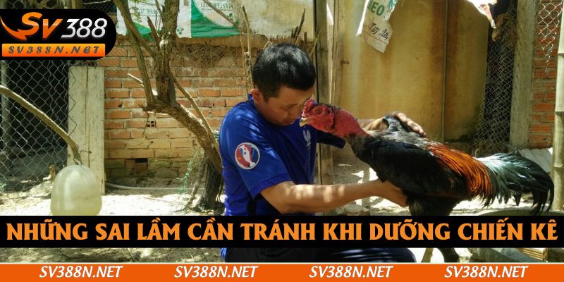Những sai lầm cần tránh khi dưỡng chiến kê