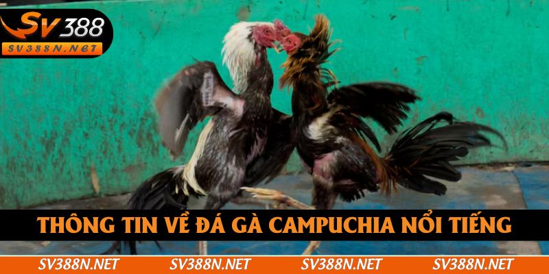 Thông tin về đá gà Campuchia nổi tiếng