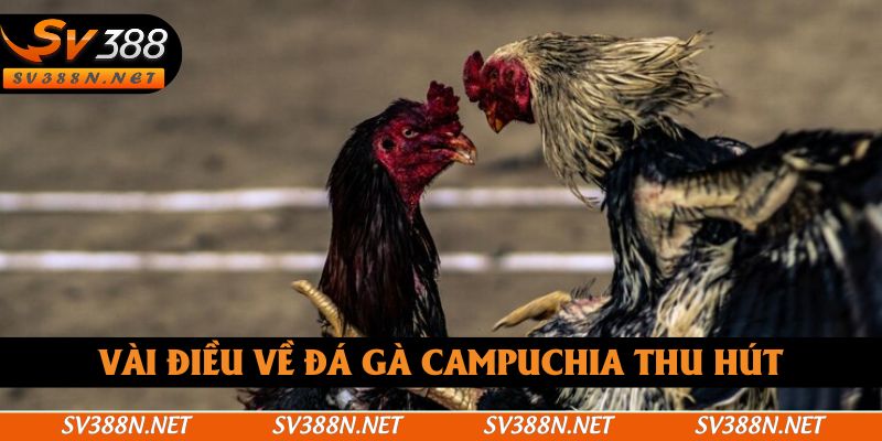 Vài điều về đá gà Campuchia thu hút