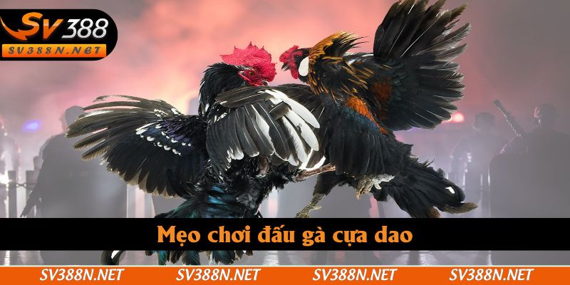 Mẹo chơi đấu gà cựa dao