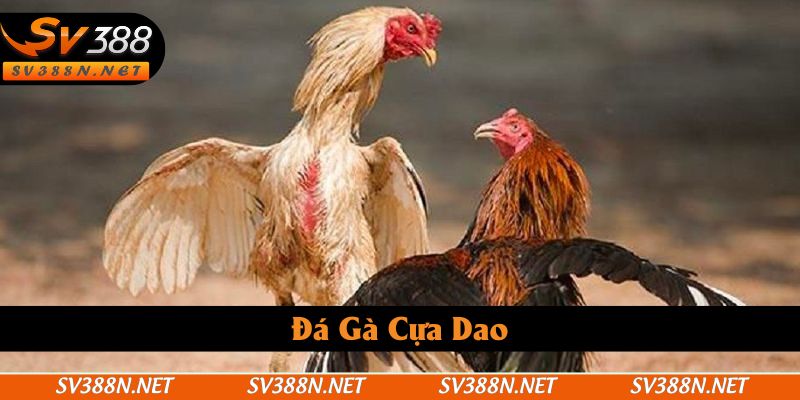 Đá Gà Cựa Dao SV388