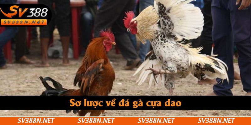 Sơ lược về đá gà cựa dao