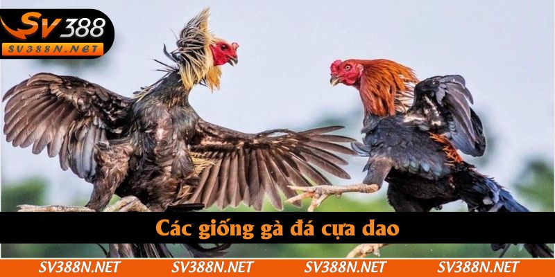 Các giống gà đá cựa dao