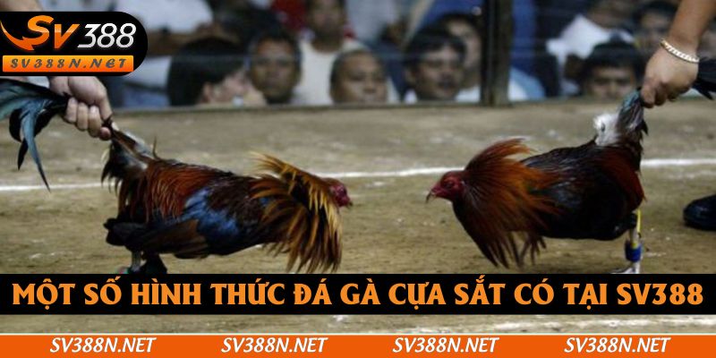 Một số hình thức đá gà cựa sắt có tại SV388