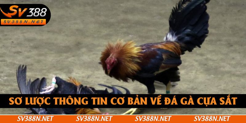 Sơ lược thông tin cơ bản về đá gà cựa sắt