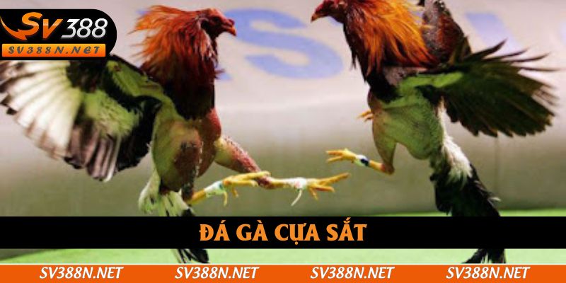 Đá Gà Cựa Sắt