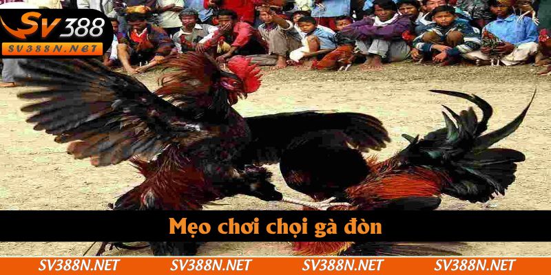 Mẹo chơi chọi gà đòn 