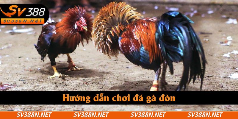 Hướng dẫn chơi đá gà đòn