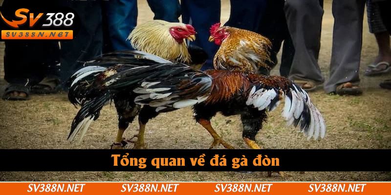 Tổng quan về đá gà đòn