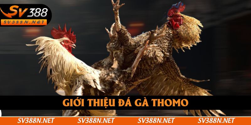 Giới thiệu đá gà Thomo