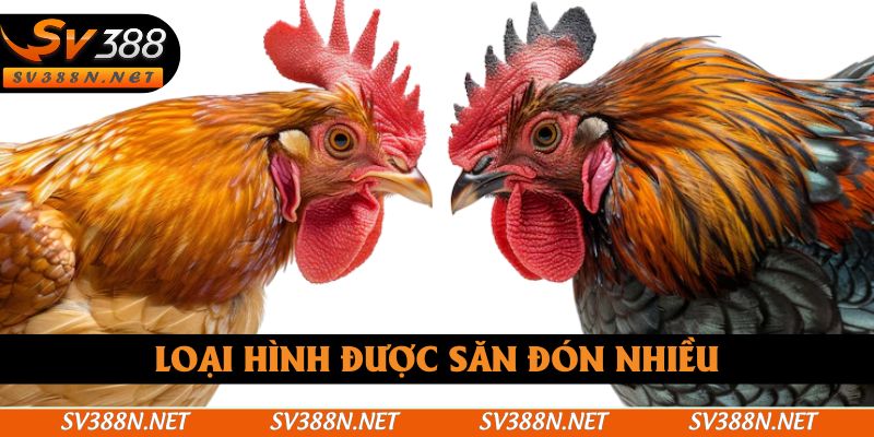 Loại hình được săn đón nhiều