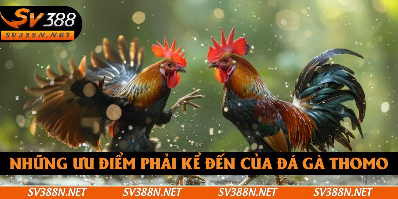 Những ưu điểm phải kể đến của đá gà Thomo