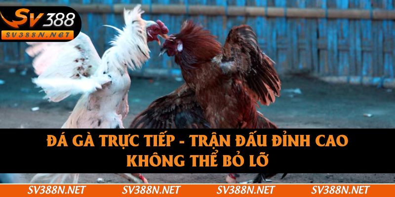 Đá Gà Trực Tiếp