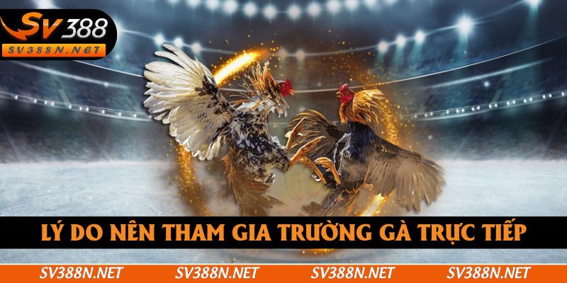 Lý do nên tham gia trường gà trực tiếp
