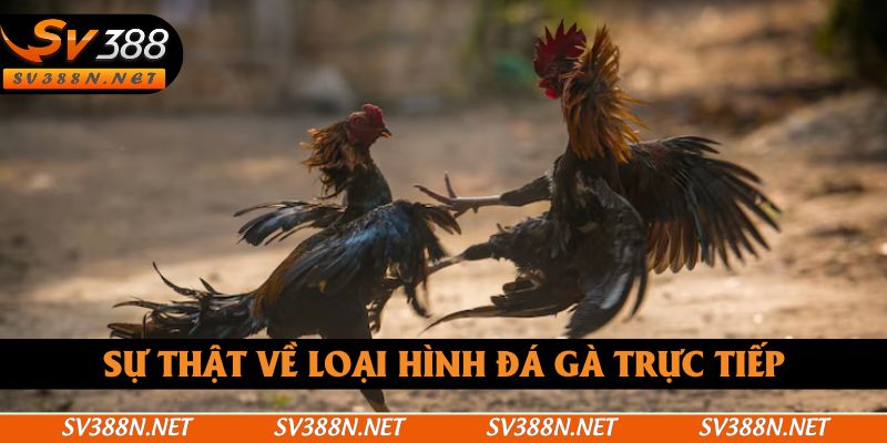 Sự thật về loại hình đá gà trực tiếp