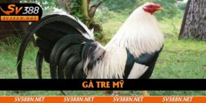 Gà Tre Mỹ