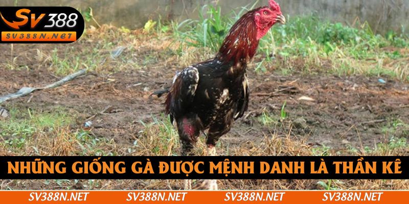 Những giống gà được mệnh danh là thần kê