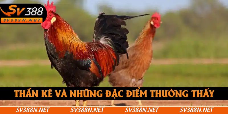 Thần kê và những đặc điểm thường thấy
