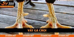 Vảy Gà Chọi Phản Ánh Đặc Điểm Và Lối Đá Riêng Của Chiến Kê