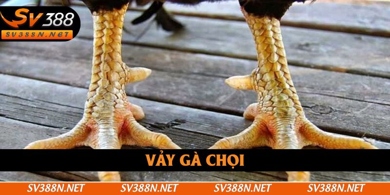 Vảy Gà Chọi Phản Ánh Đặc Điểm Và Lối Đá Riêng Của Chiến Kê