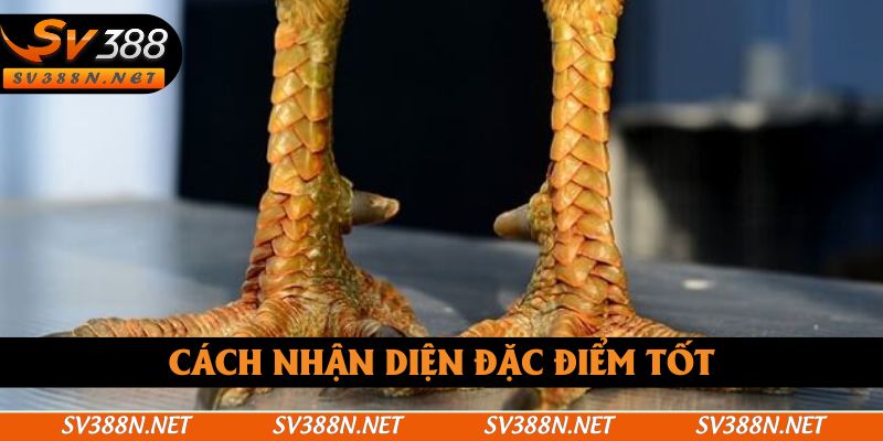 Cách nhận diện đặc điểm tốt Cách nhận diện đặc điểm tốt
