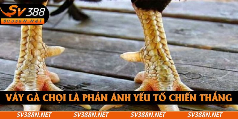Vảy gà chọi là phản ánh yếu tố chiến thắng Vảy gà chọi là phản ánh yếu tố chiến thắng
